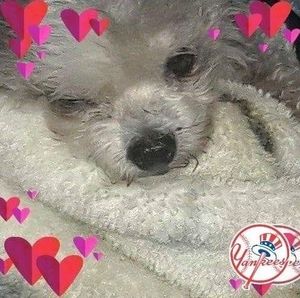 Meet your Posher, Irene